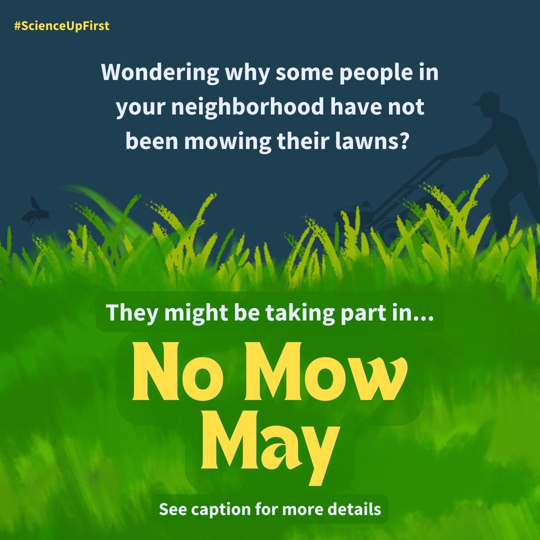 Have you heard about No Mow May?