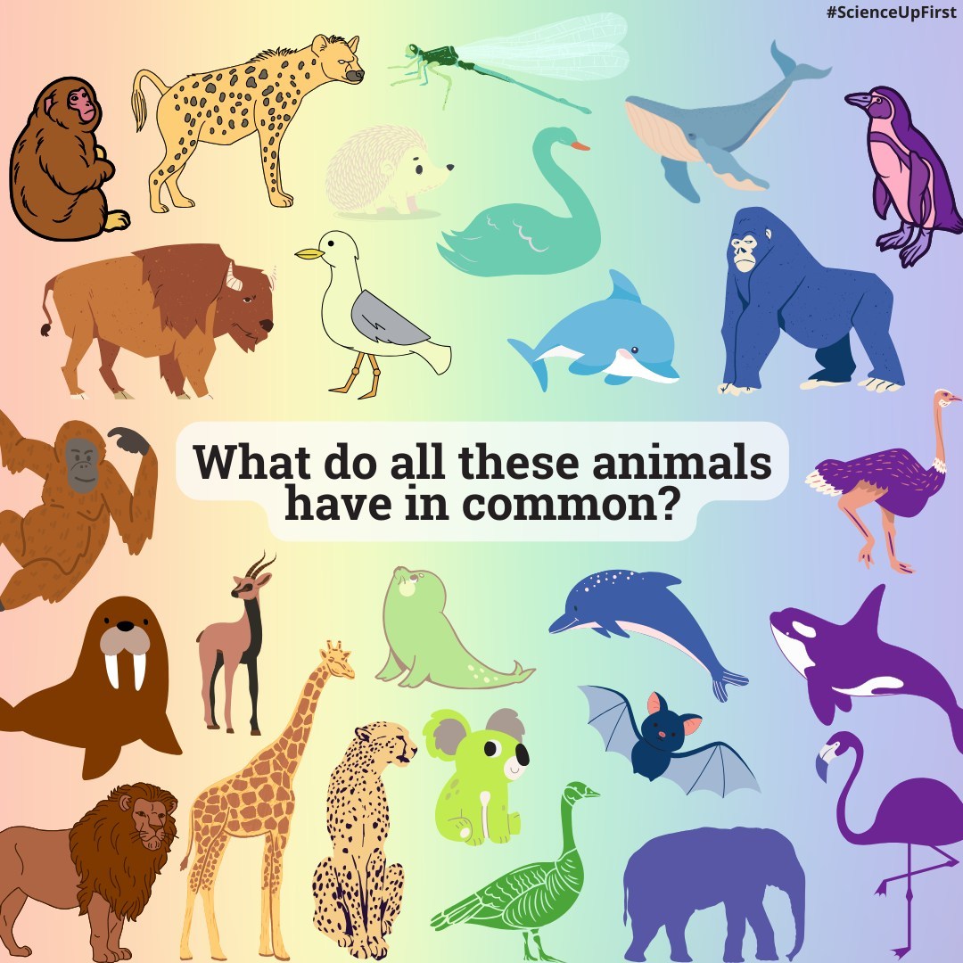 What do all these animals have in common?